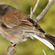 Illustration for article titled Dark-eyed junco birds get angry at subtlety